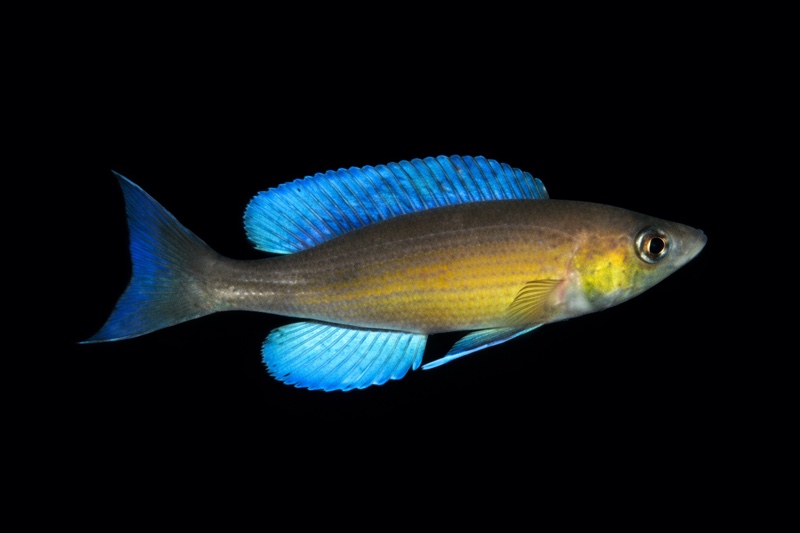 Cyprichromis pavo 'Mibwebwe'